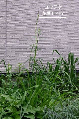 20190703yusuge_tsubomi02.jpg