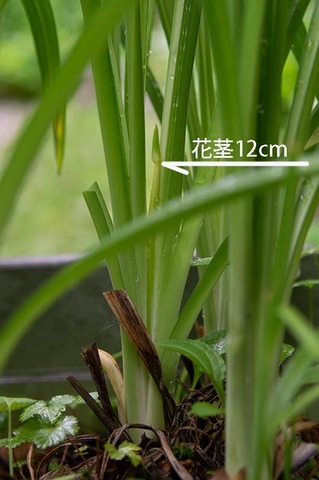 20190704yusuge_planter_11y-02.jpg