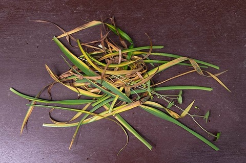 20190704yusuge_planter_11y-03.jpg