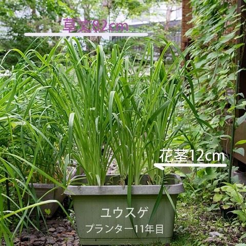 20190704yusuge_planter_11y.jpg