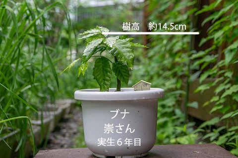 20190705buna_su_6y_01.jpg