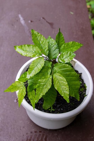 20190705buna_su_6y_02.jpg