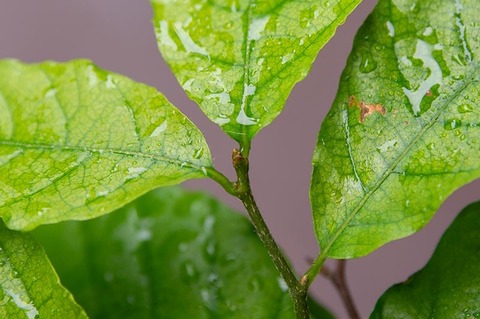 20190705buna_su_6y_03.jpg