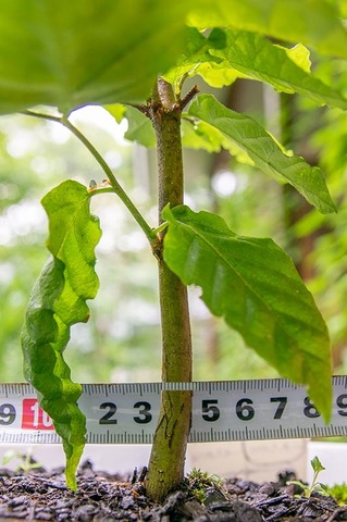 20190705buna_su_6y_04.jpg