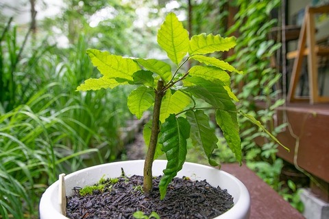 20190705buna_su_6y_05.jpg