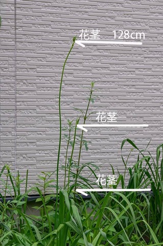 20190706yusuge01.jpg