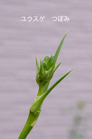 20190706yusuge02.jpg