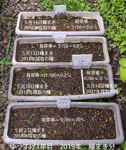 20190708yusuge_planter_1y_2018seed_20190502-14start.jpg
