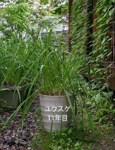 20190708yusuge_pot_11y.jpg