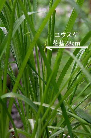 20190708yusuge_pot_11y_02.jpg