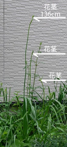 20190709yusuge01.jpg
