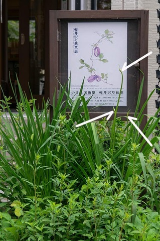 20190710yusuge01.jpg