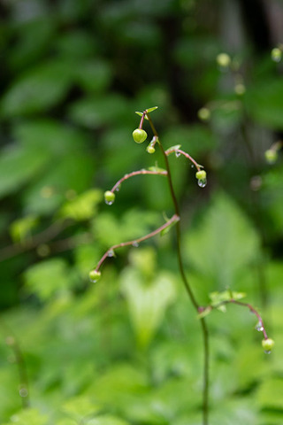 20190711rengeshouma.jpg