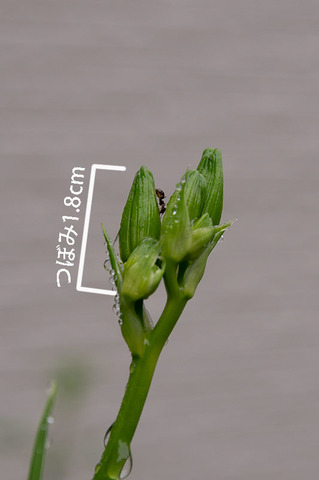20190711yusuge02.jpg