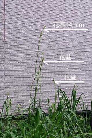 20190712yusuge01.jpg