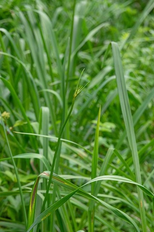 20190713yusuge01.jpg