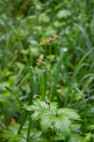 20190714akabanashimotsukeso.jpg