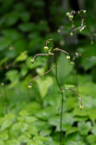 20190714rengeshouma.jpg