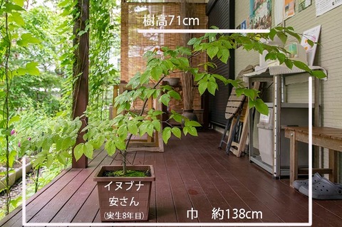 20190715inubuna8y_an_01.jpg