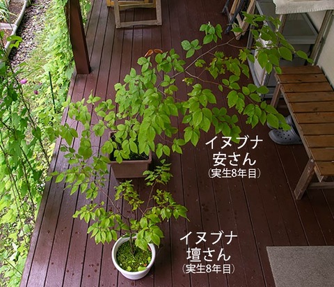 20190715inubuna8y_an_dan_01.jpg