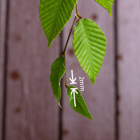 20190715inubuna8y_dan_03.jpg