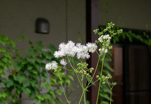 20190715karamatsuso02.jpg