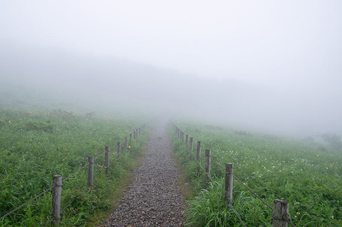 20190716nozoriko-kisuge00.jpg