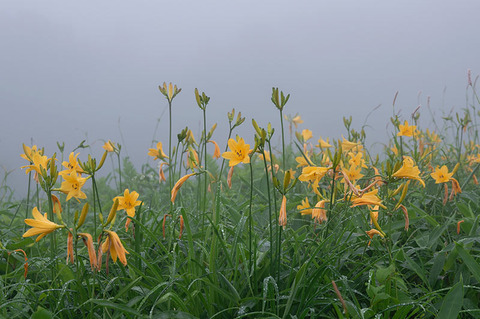 20190716nozoriko-kisuge01.jpg