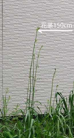 20190716yusuge01.jpg