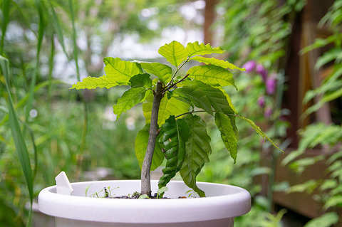 20190718buna_su_6y_03.jpg