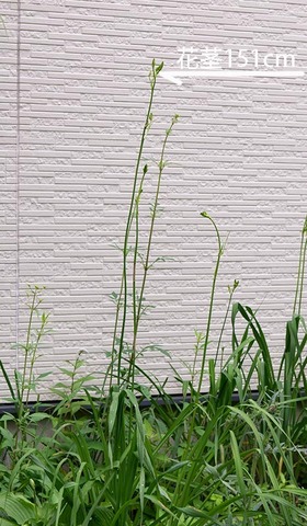 20190718yusuge01.jpg