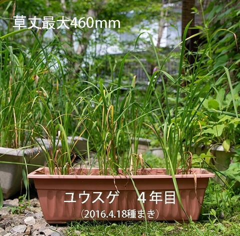 20190719yusuge_planter_4y_2015seed_20160418start.jpg