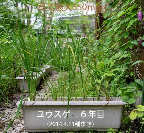 20190719yusuge_planter_6y_2013seed_20140411start.jpg