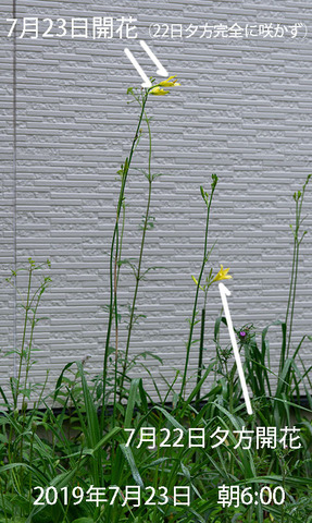 20190723yusuge_jiueA00-0658.jpg