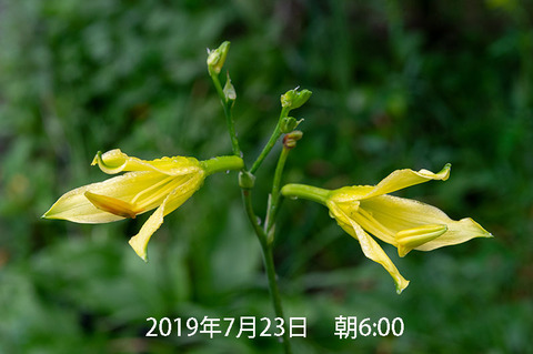 20190723yusuge_jiueA01-0653.jpg