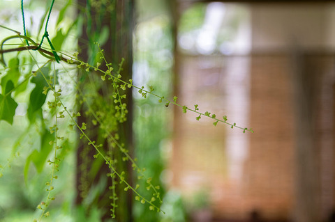 20190727midori_uchiwadokoro01.jpg