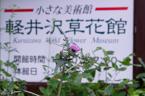 20190727noharaazami.jpg
