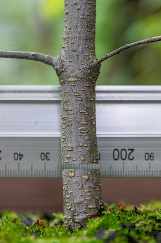 20190728inubuna8y_an_05.jpg