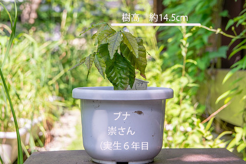 20190730buna_su_6y_01.jpg