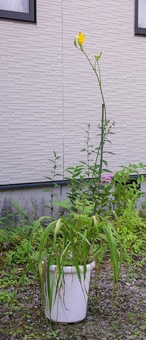 20190801yusuge-yasuge01-0903.jpg