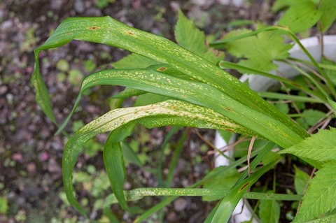20190801yusuge-yasuge06-0905.jpg
