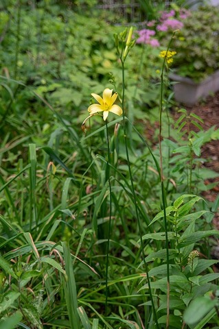 20190801yusuge_jiueA01-1620.jpg