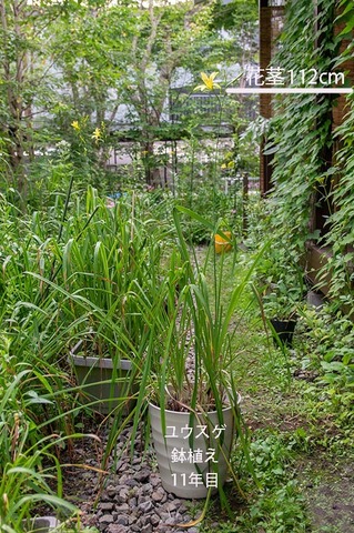 20190801yusuge_pot_11y-0617.jpg