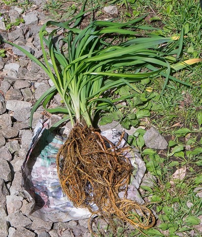 20190801yusuge_root_20180529.jpg