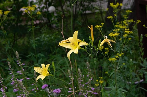 20190803yusuge-jiue01-1643.jpg