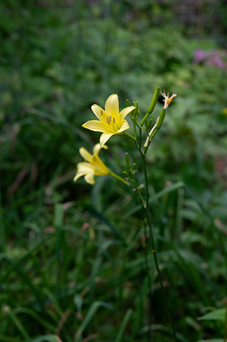 20190804yusuge-jiueA01-1633.jpg