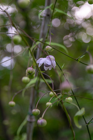 20190805rengeshouma01.jpg
