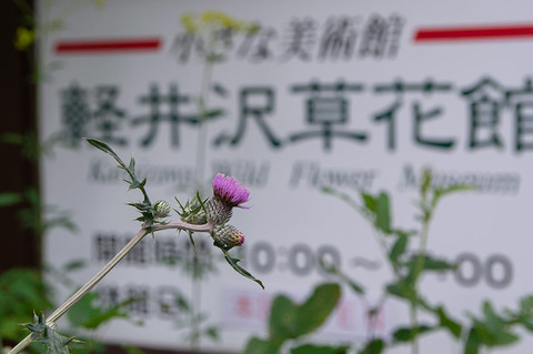 20190806noharaazami.jpg