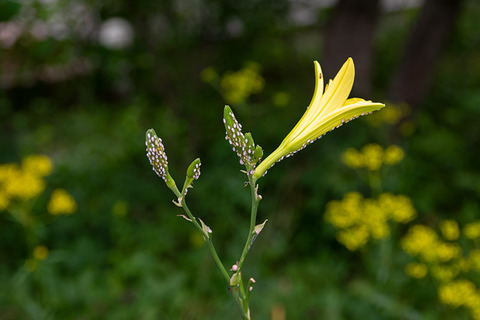 20190806yusuge-jiueC01-1547-aburamushi.jpg