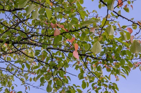 20190808yagasaki-sakura02.jpg
